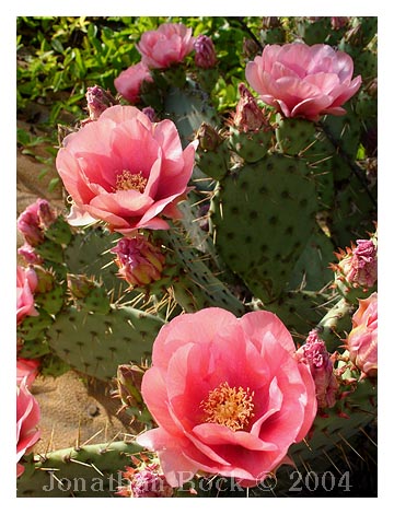 Cactus Flower by Jonathan Bock